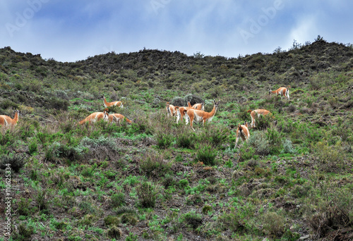 Vicunas on the mountain