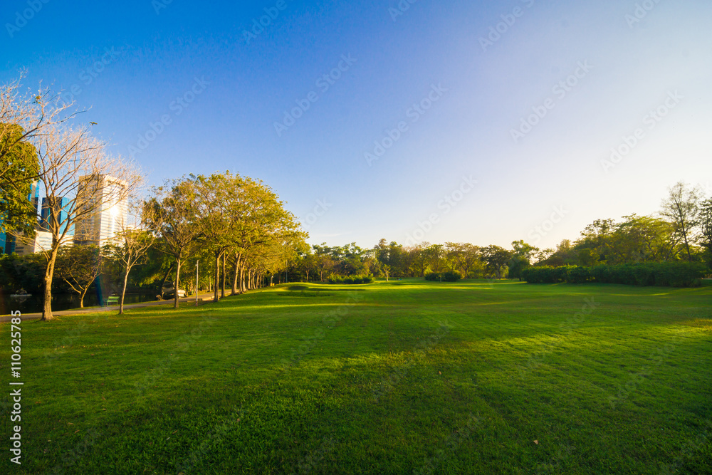 Fototapeta premium Central public park sun light green grass