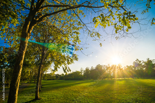 Fototapeta Naklejka Na Ścianę i Meble -  Sunset in beautiful park over blue sky