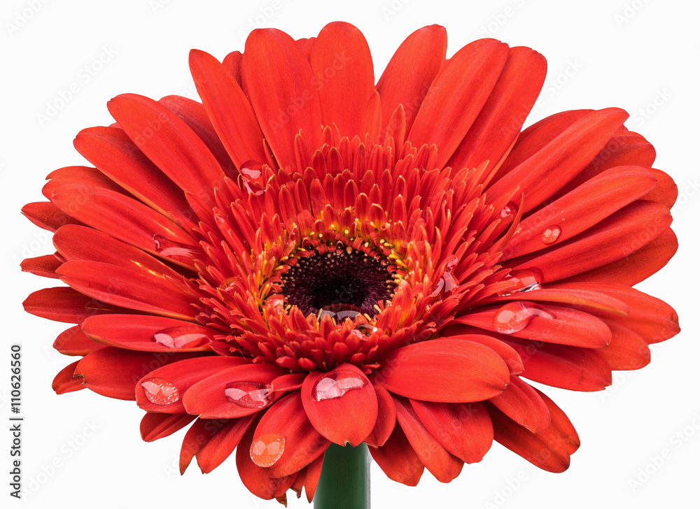 Orange Gerbera with dew drops isolated with the clipping path