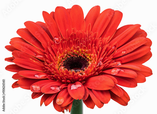 Fototapeta Naklejka Na Ścianę i Meble -  Orange Gerbera with dew drops isolated with the clipping path