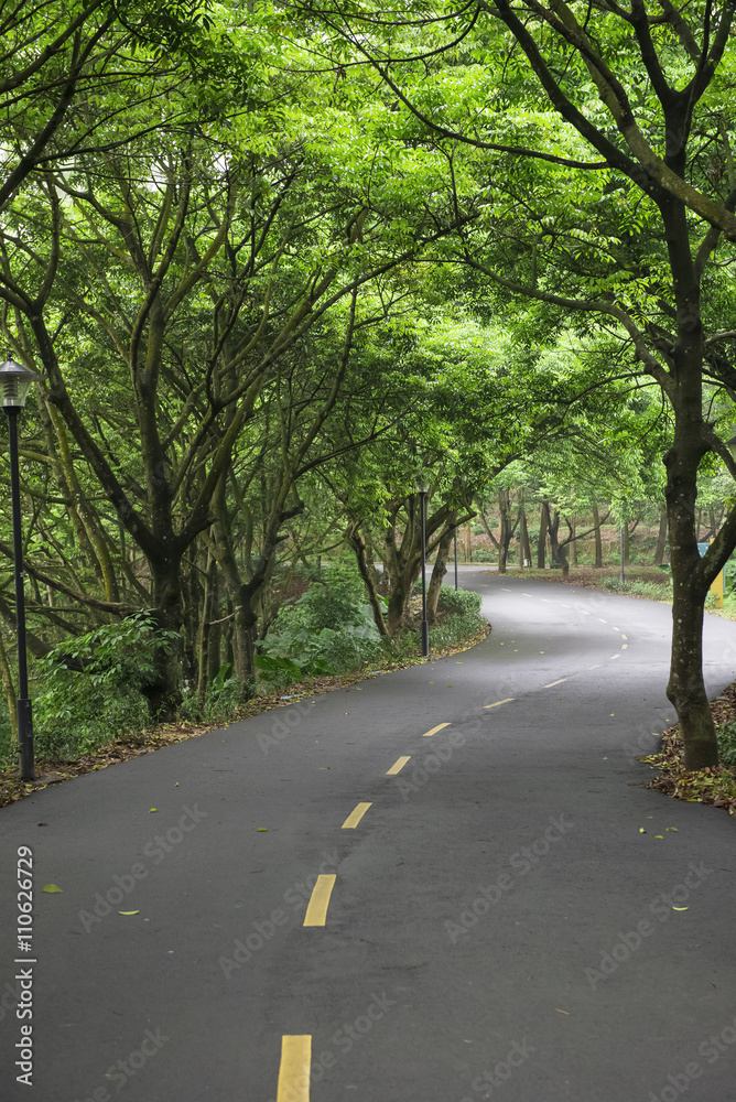 curved road with trees on both sides in the morning curved road with trees on both sides in the morning