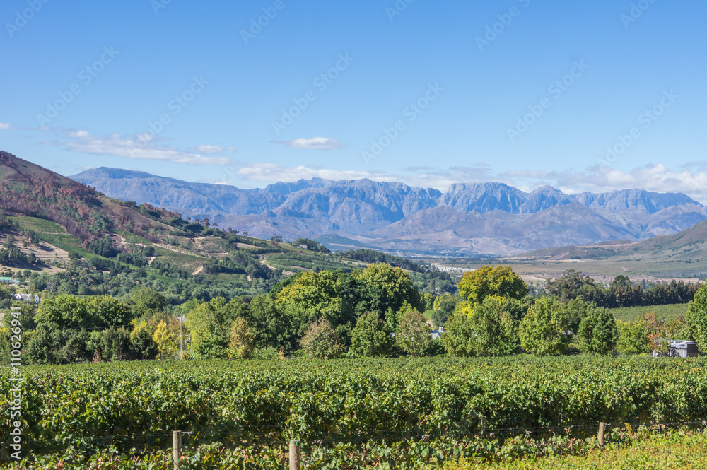 The Cape Winelands region is the premier wine producing area of South Africa