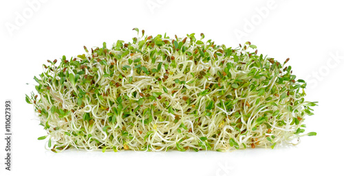 Foto alfalfa sprouts isolated on the white background