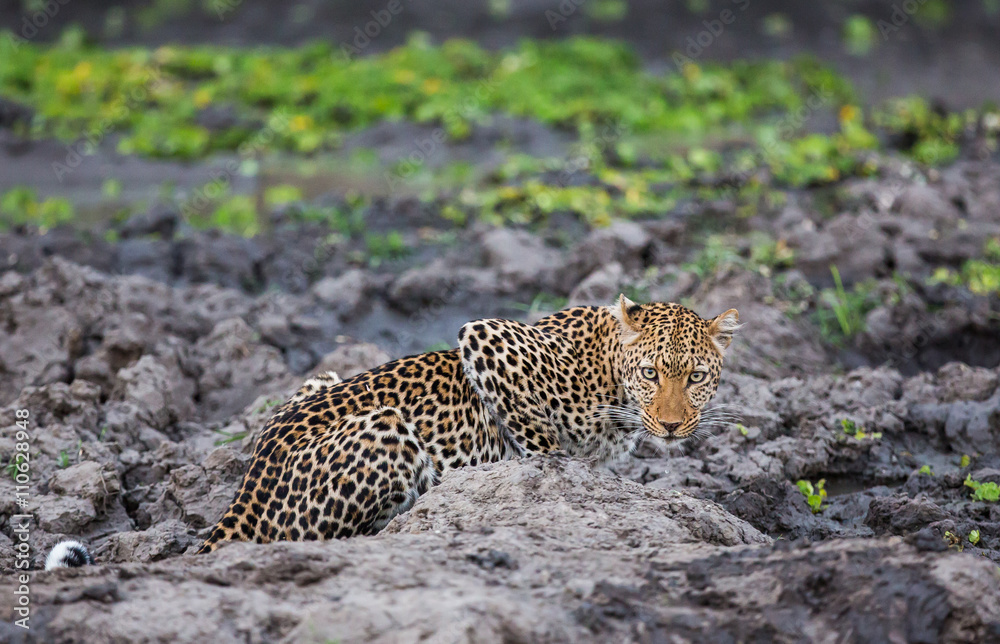 Obraz premium A lone female leopard (Panthera pardus pardus), pausing and looking at the camera at a waterhole in fading evening light, South Luangwa National Park, Zambia, Africa. 