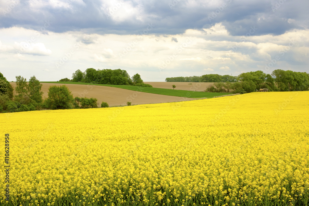 Fototapeta premium Yellow flower field in the Czech Republic
