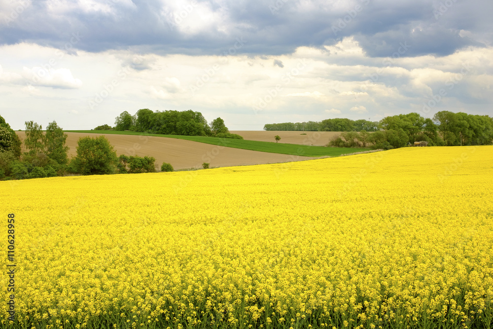 Yellow flower field in the Czech Republic