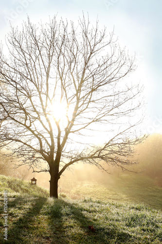 Bare Branched Spring Oak Tree Glowing in Morning Fog