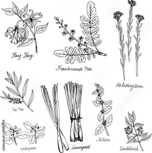 hand drawn medical and aromatic plants