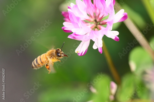 レンゲ蜜を集めて飛ぶ蜜蜂   © Root3