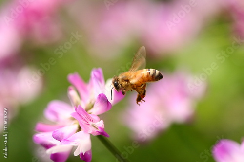 レンゲ蜜を集めて飛ぶ蜜蜂   © Root3