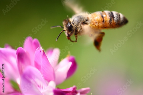 レンゲ蜜を集めて飛ぶ蜜蜂
