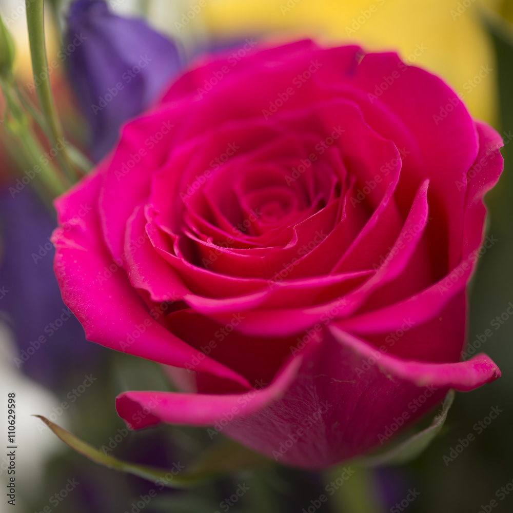 Fototapeta premium Close up macro of beautiful vibrant red rose
