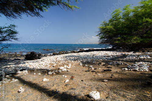 Field of white rocks and corals on the northern end of Kaunaoa b