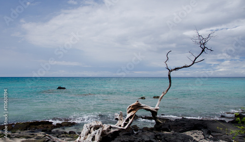 Alone dry tree at Anaeho'omalu beach