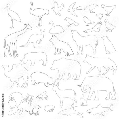 animals on a white background