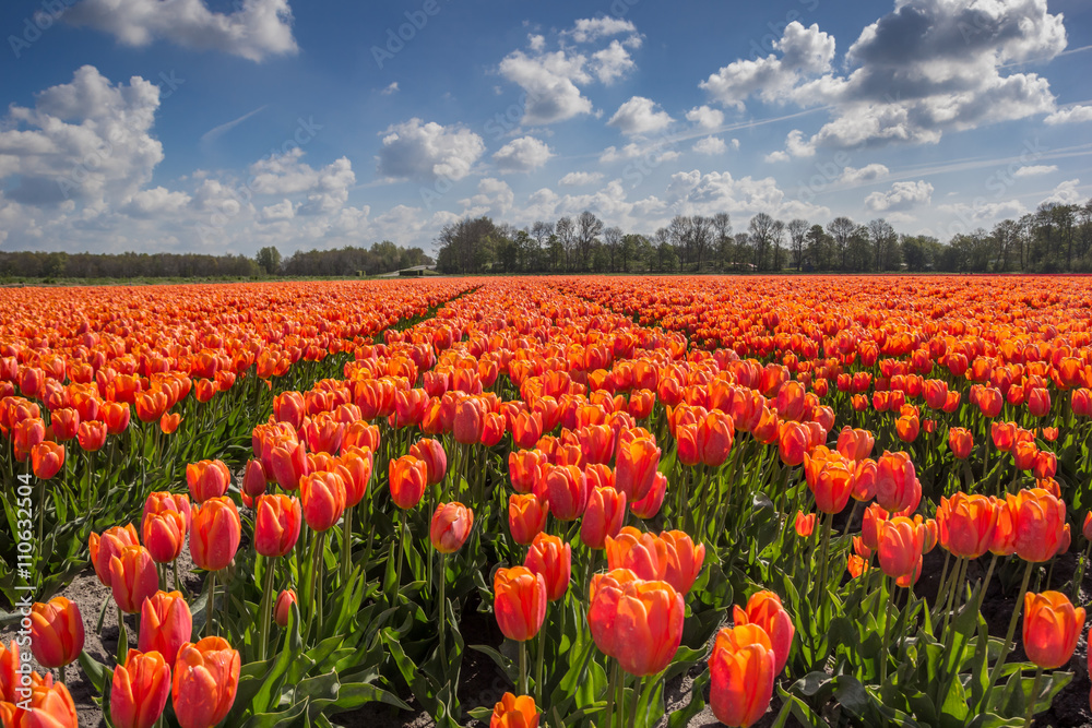 Field of orange tulips Field of orange tulips