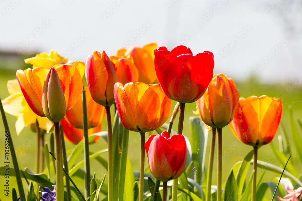 Fototapeta premium Bunte Tulpen blühen im Garten