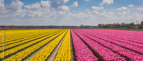 Panorama of yellow and purple tulips © venemama