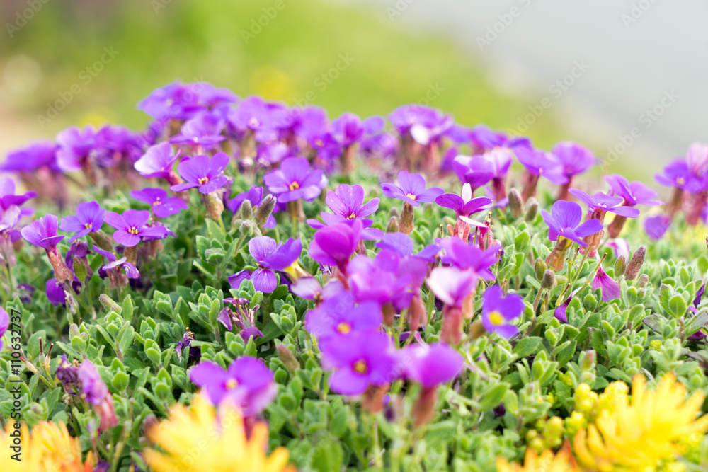 blue pillow / beautiful blue pillow in a garden