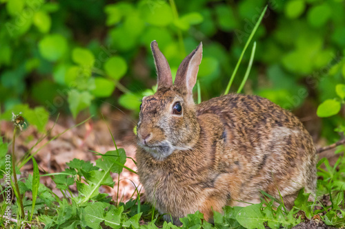 Grey rabbit looking at you on grass background. Nisqually National Wildlife Refuge © khomlyak