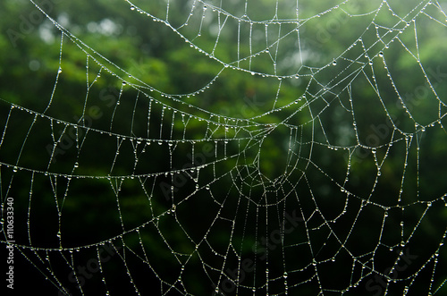 Spider web © enzozo