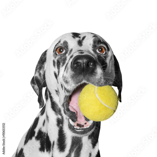 dog holding a ball