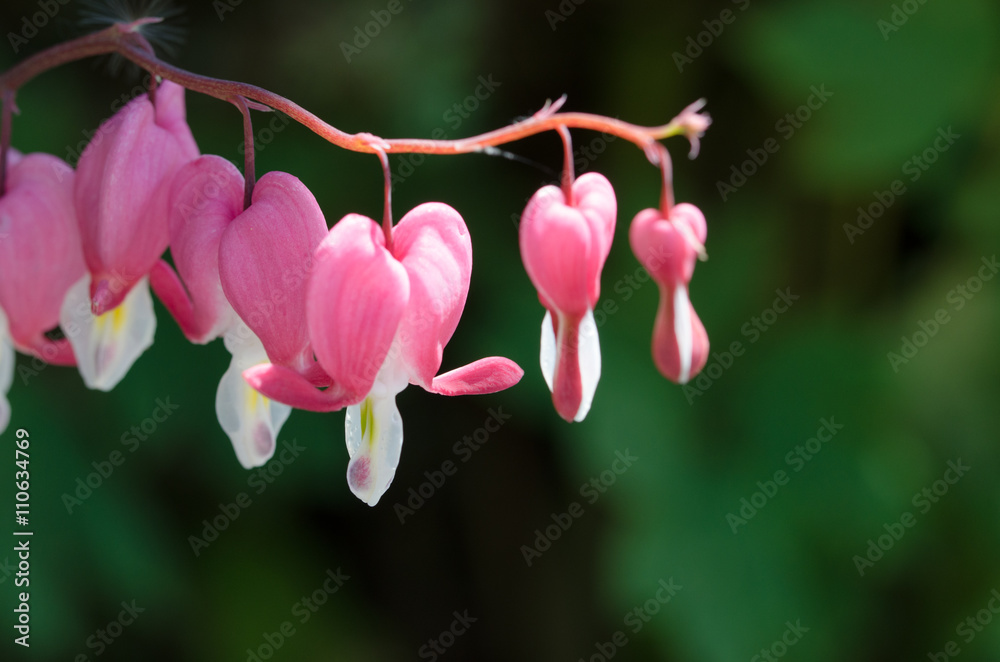 Fototapeta premium Herzblume