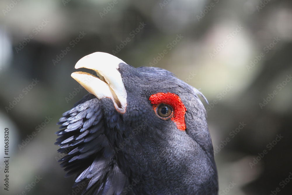 Kopf eines Auerhahns.