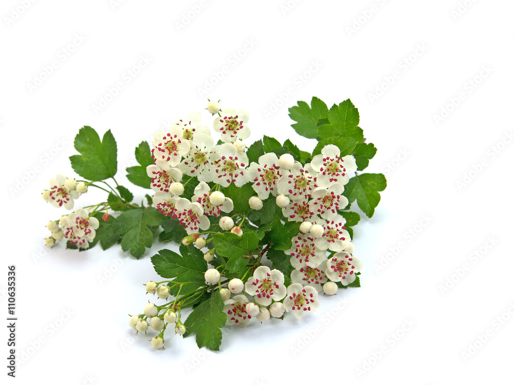 Weißdorn, Crataegus, Heilpflanze Stock Photo | Adobe Stock