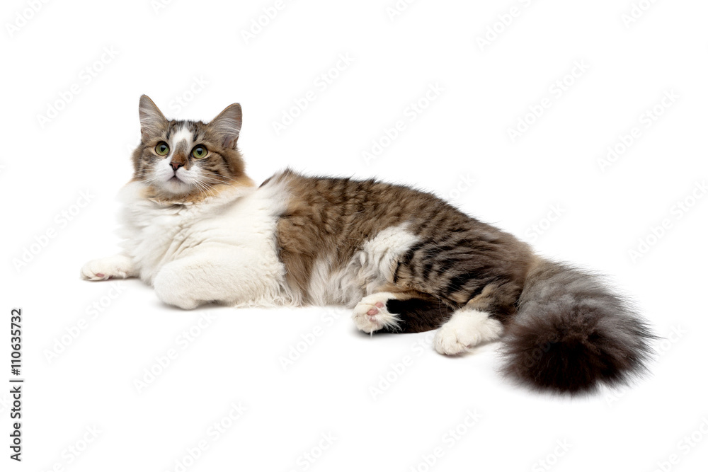 Fototapeta premium fluffy cat close up isolated on white background