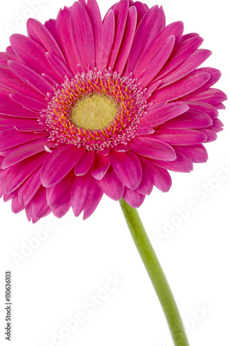 pink daisy flower with stem