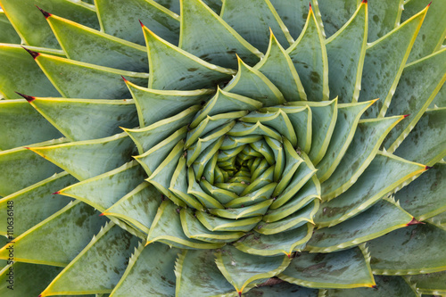 Close up of spiral aloe photo