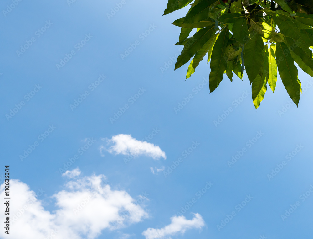 tree leafs in sky background on day light tree leafs in sky background on day light