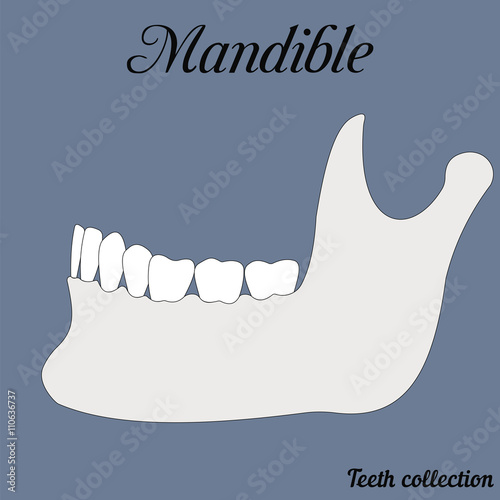 mandible