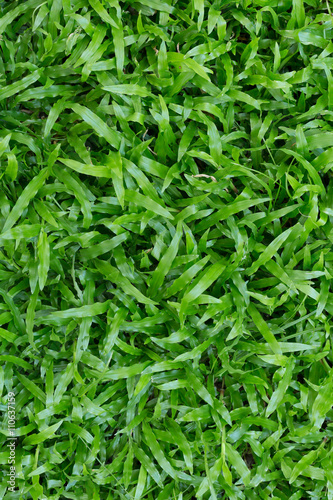 Bild auf Leinwand green grass turf