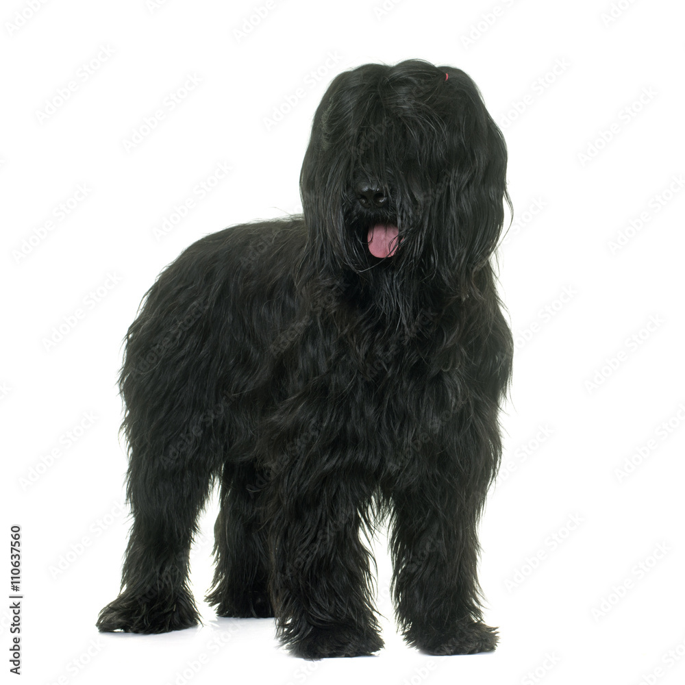 Briard in studio