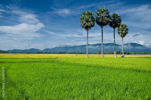 Harvest rice field at Chau Doc, An Giang Province , Mekong Delta, Southern of Vietnam photo