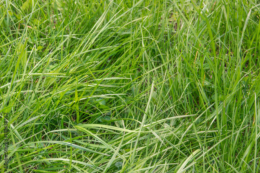 Background of  green grass. Green grass texture.