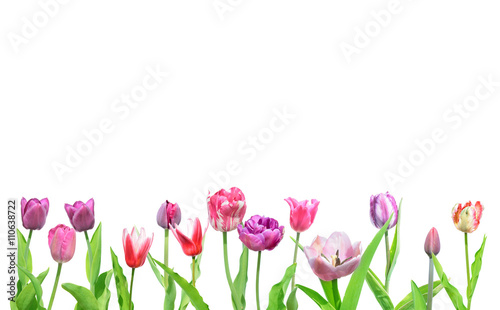 Tulips isolated on white background. Many different tulips for card. Multicolored tulips.