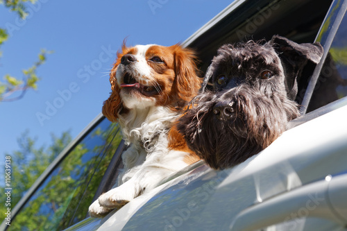 Photography Two dogs in car