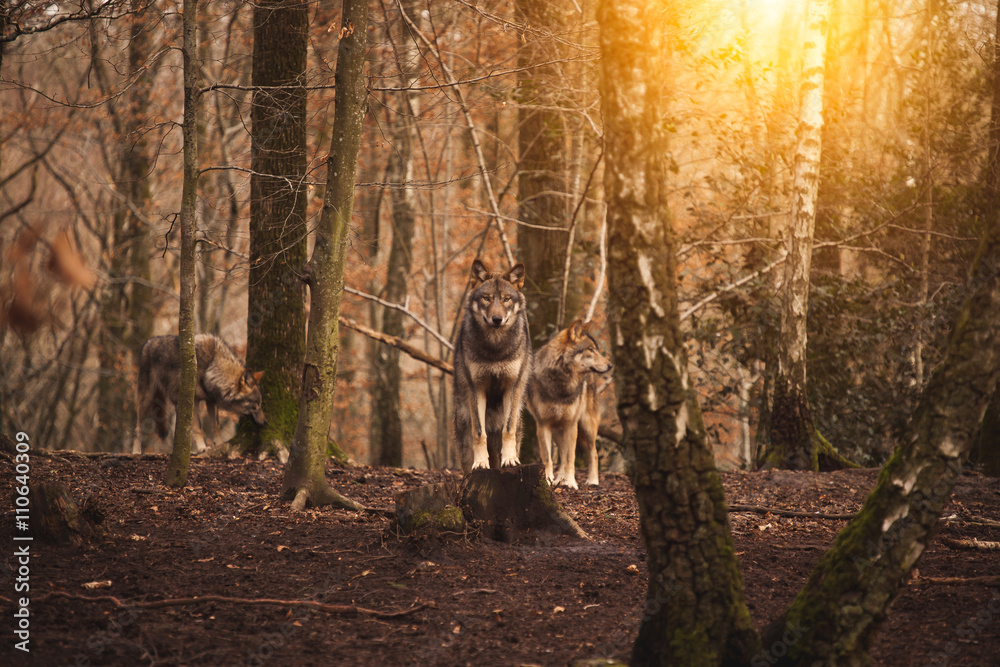 Naklejka premium A pack of wolves in the forest.