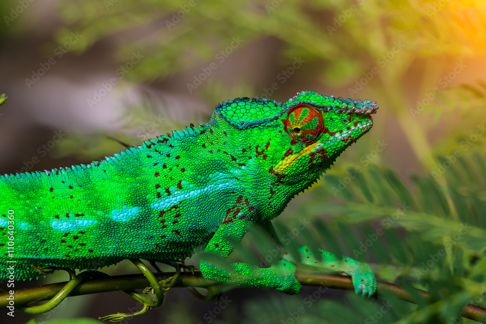 Fototapeta premium Green chameleon on branch closeup