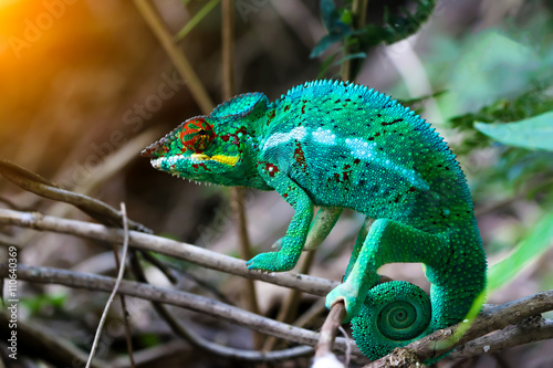 Chameleon with a twisted tail on a branch