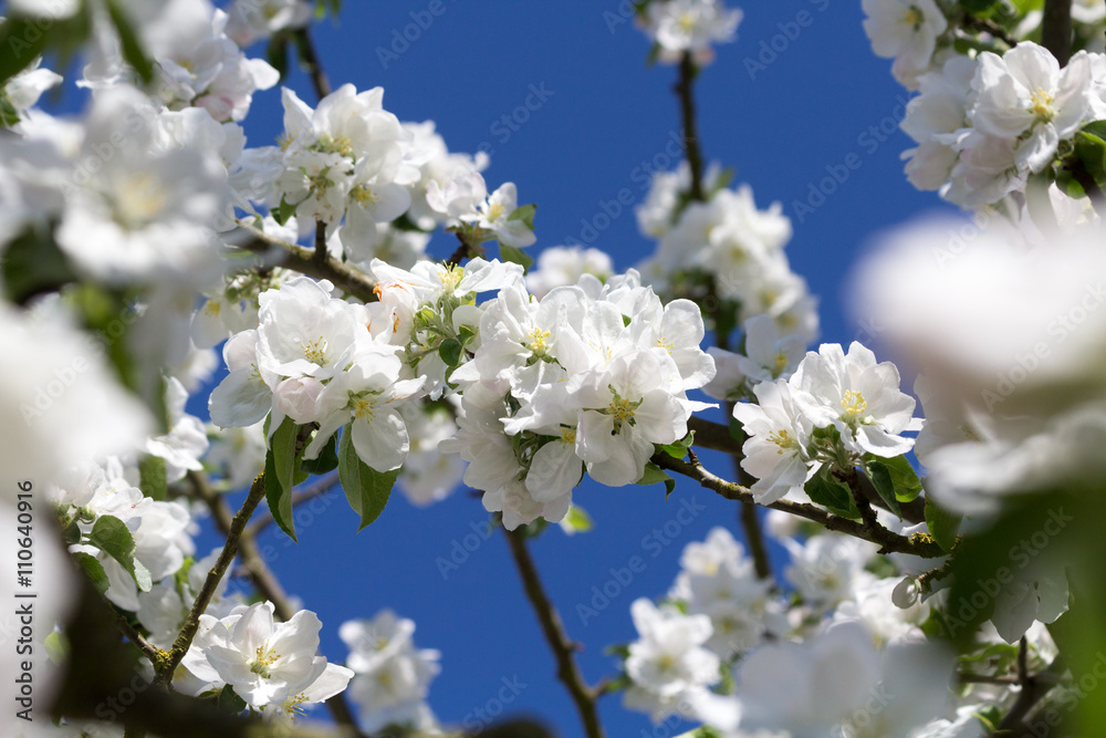 weiße Apfelblüten am Apfelbaum mit blauem Himmel im Hintergrund weiße Apfelblüten am Apfelbaum mit blauem Himmel im Hintergrund