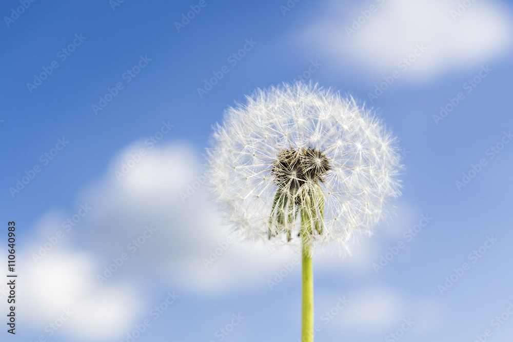 Dandelion with seeds blowing away