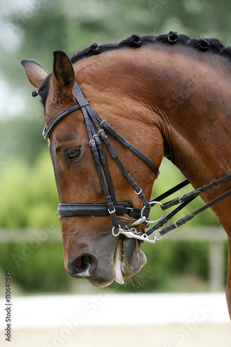 Head shot of a thoroughbred racehorse with beautiful trappings