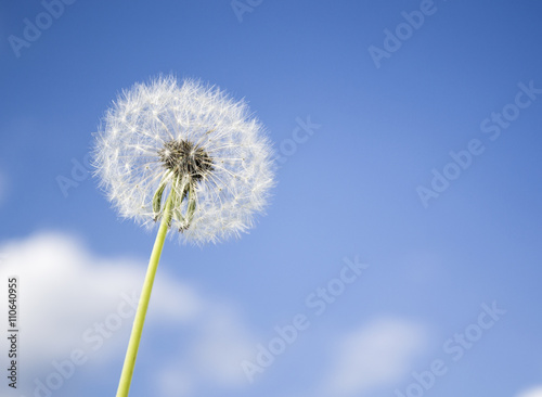 Dandelion with seeds blowing away