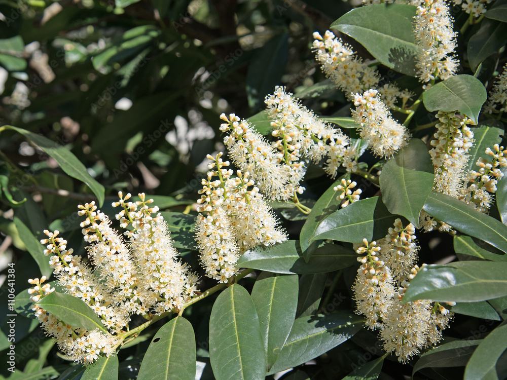 Kirschlorbeer, Blüten, Prunus laurocerasus StockFoto Adobe Stock