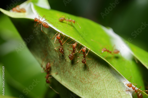 World Of Ant
